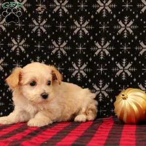 Joy, Maltipoo Puppy